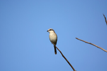bird on a branch