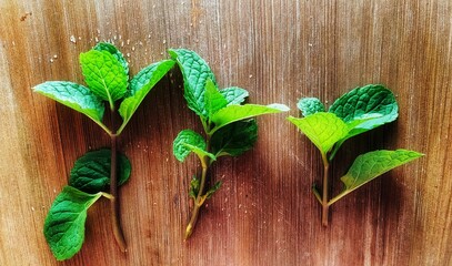 Pudina harbs leaves