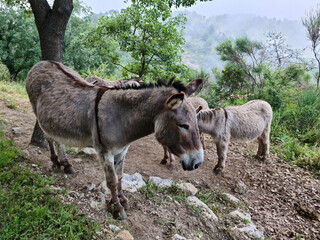 Donkeys In The Mountain