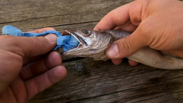 MAn remove plastic from Cod fish mouth dead eating disposal medical glove garbage waste,animal ecosystem pollution after covid disease
