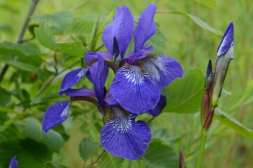 Violet and blue iris flowers closeup on green garden background. Sunny day.Large cultivated flowerd of bearded iris