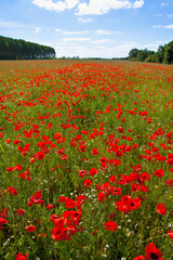 Champs de coquelicot au printemps.