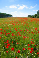 Champ de coquelicot rouge au printemps.