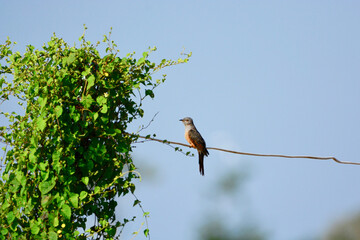 bird on a branch