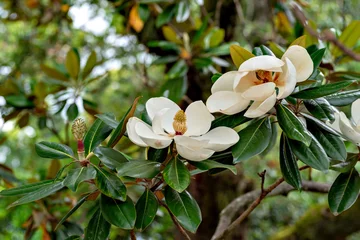 Schilderijen op glas Flowers of southern magnolia (Magnolia grandiflora) © Kazu
