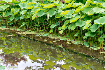 Leaves of water lily in Japan