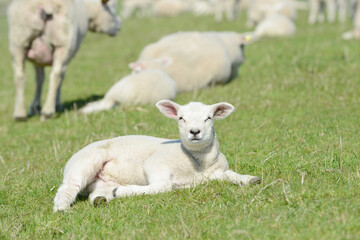 Naklejka na ściany i meble Cute white sheep lamb lying on meadow in springtime