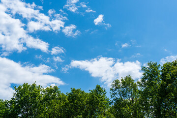 Green tree top line over blue sky and clouds background in summer
