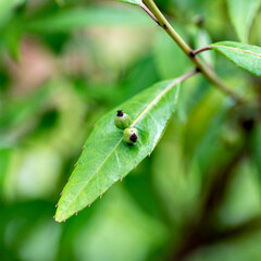 Seeds of Helwingia himalaica on leaf
