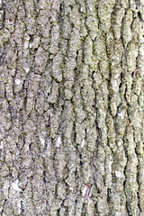 Close-up of Formosa Sweetgum (Liquidambar formosana) bark