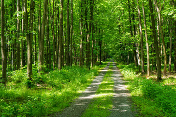 Fototapeta premium field of spring grass and forest