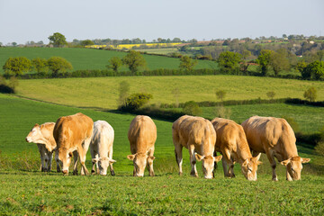 Troupeau de vaches de race à viande, bœuf au milieu des champs.