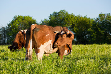 Vache en troupeau dans la campagne et l'herbe verte.