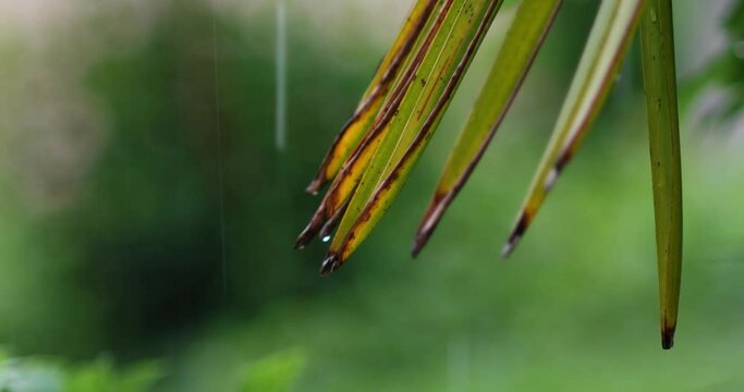 Green palm leaf with rusted tips moving in the breeze and rain of a summer day