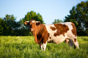Fototapeta na wymiar Vache de race Rouge des Pré dans une prairie au printemps.