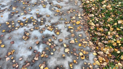rain drops on the window