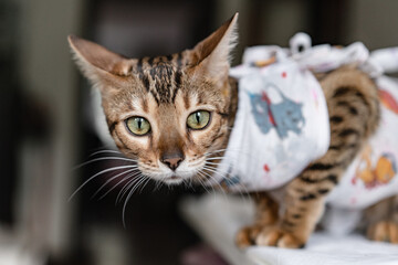 Bengal cat in a medical bandage on a dressing table in a veterinary clinic after sterilization