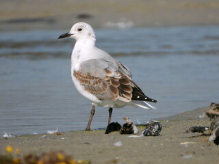 Seagulls