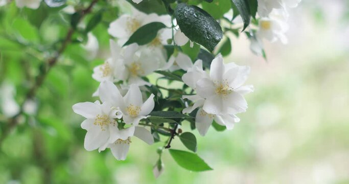 Small bloomed white flowers with yellow pistils on a branch with green leaves moving in the breeze on a rainy summer day isolated with shallow depth of field