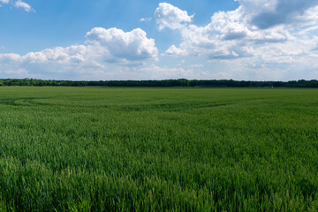 Obraz premium Green wheat field on blue sky background