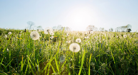 Champ au soleil au printemps.