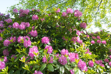 Fototapeta premium Beautiful luxurious nature rhododendron bush in Normandy. Sunny spring day. Colorful and peaceful nature.
