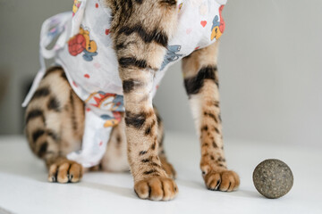 Obraz premium Bengal cat in a medical bandage on a dressing table in a veterinary clinic after sterilization