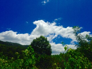 clouds over the forest