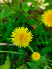 bee on dandelion