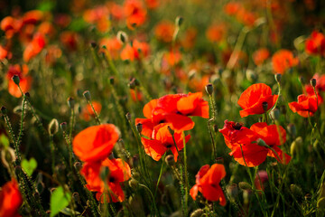 Fototapeta na wymiar Poppy field close-up, blooming wild flowers in the setting sun. Red green background, blank, wallpaper with soft focus.