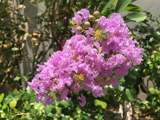 lilac flowers in the garden