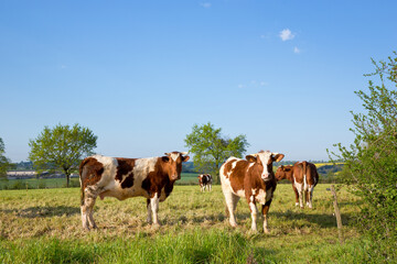 Fototapeta na wymiar Vache de race à viande en campagne, paysage de France.
