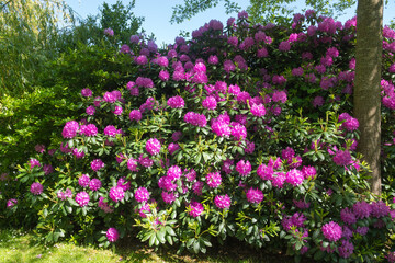Beautiful luxurious nature rhododendron bush in Normandy. Sunny spring day. Colorful and peaceful nature.