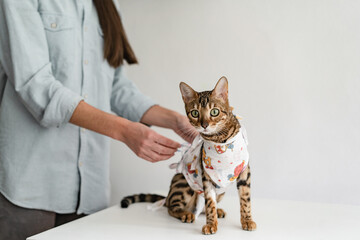 Bengal cat in a medical bandage on a dressing table in a veterinary clinic after sterilization