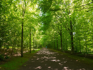Beautiful dirt forest path during the spring season on a sunny day. Green foliage. Luxurious peaceful nature. Gorgeous landscape & shadows. Normandy, France.