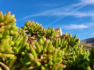 Plante sauvage verte