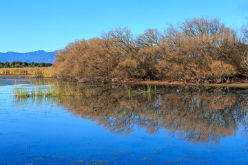 Fototapeta na wymiar Autumn trees reflected on the mirror-like water of a lake. Willows on Lake Taupo, New Zealand