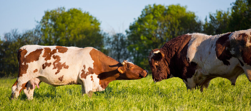 Vache et taureau dans les champ, race &agrave; viande.
