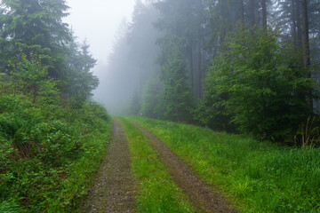 Atmospheric forest at sunset or dawn, with fog or with sun rays, after sunset, czech beskydy