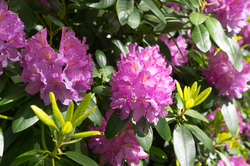 Beautiful luxurious nature rhododendron flowers close up in Normandy. Sunny spring day. Colorful and peaceful nature.