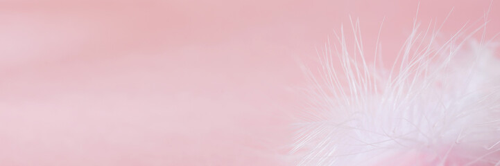 white air feather on pink background. concept of female women's beauty, care