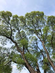 Beautiful trees against the blue sky view