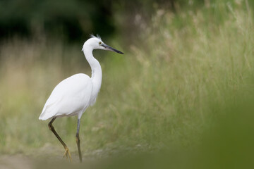 All the elegance of little Egret (Egretta grarzetta)