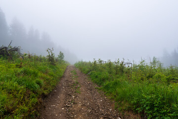 Fototapeta premium Atmospheric forest at sunset or dawn, with fog or with sun rays, after sunset