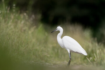 Beautiful portrait of little Egret (Egretta garzetta)