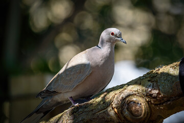 Collared Dove perched