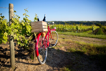 Fototapeta na wymiar Vendange dans un vignoble en France, vélo rouge et bouteille de vin dans une caisse.