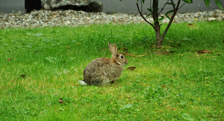Rabbit in the Grass
