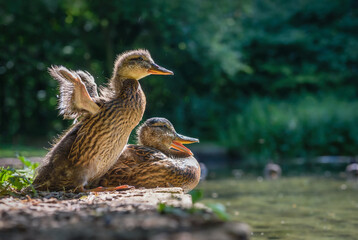 Duckling and it's mother at Wychwood wild garden