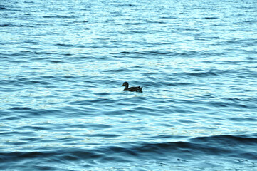 Duck in the Sea